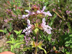 Stachys bolusii