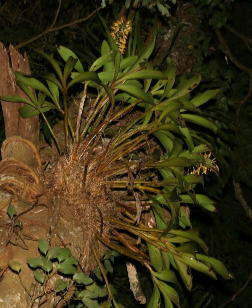 Dendrobium × gracillimum