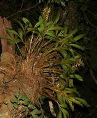 Dendrobium x gracillimum