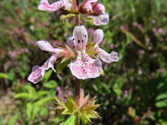 Stachys bolusii