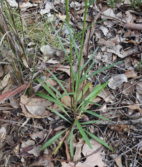 Senecio phelleus