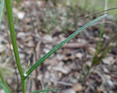 Senecio phelleus