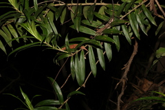 Freycinetia scandens
