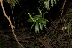 Freycinetia scandens