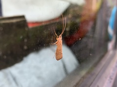 Trichoptera