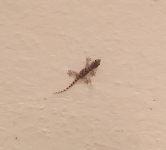Gekkota