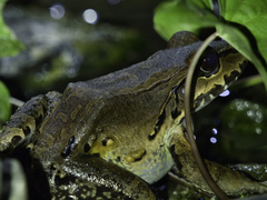Leptodactylus savagei
