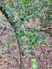 Rhaphithamnus spinosus