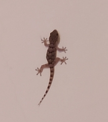 Gekkota