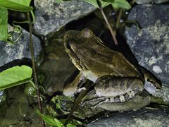 Leptodactylus savagei