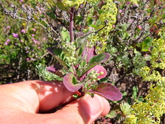 Lyperia tristis