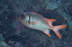 Myripristis violacea