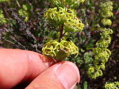 Lyperia tristis