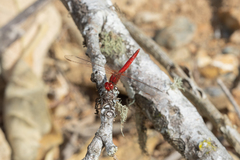 Diplacodes haematodes