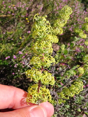 Lyperia tristis