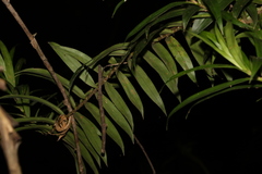 Freycinetia scandens