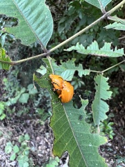 Podontia lutea