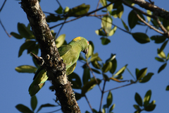 Amazona auropalliata