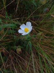 Cistus psilosepalus