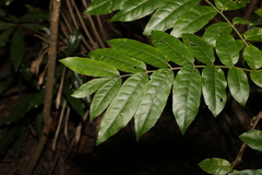 Flindersia xanthoxyla