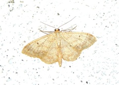 Idaea biselata
