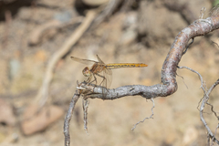 Diplacodes haematodes