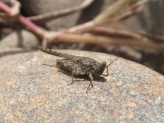 Ergatettix dorsifera