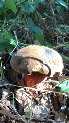 Neoboletus