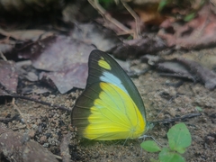 Appias lyncida
