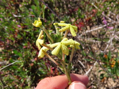 Lyperia