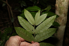 Flindersia xanthoxyla