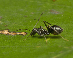 Leptomyrmex burwelli