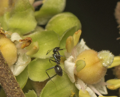 Leptomyrmex burwelli