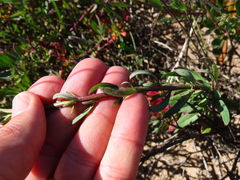 Lyperia