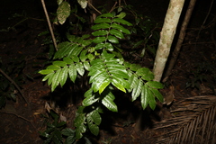 Flindersia xanthoxyla