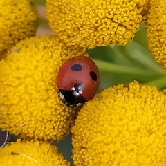 Coccinella quinquepunctata