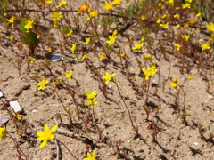 Gymnodiscus capillaris