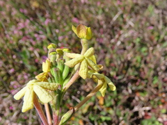 Lyperia