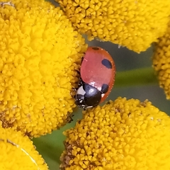 Coccinella quinquepunctata