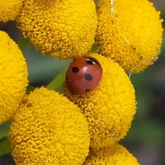 Coccinella quinquepunctata
