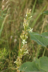 Silene tatarica