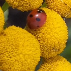 Coccinella quinquepunctata