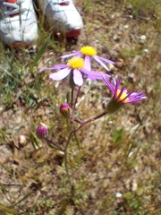 Senecio umbellatus