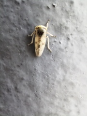 Cicadellidae