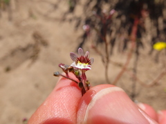 Nemesia bicornis