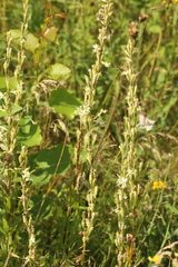 Silene tatarica