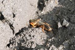 Gryllotalpa gryllotalpa