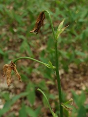 Lilium martagon