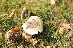 Agaricus bitorquis