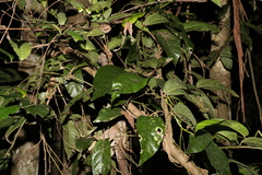 Aristolochia praevenosa